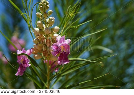 Desert Willow (chilopsis Linearis) Blossom, Selective Focus On The Flower, Copyspace