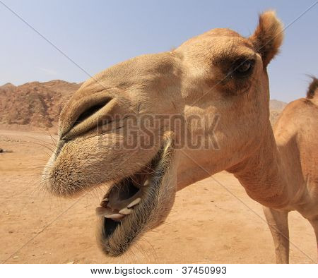 Dromedario cammello nel deserto accanto al Mar Rosso