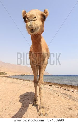 Dromedario cammello nel deserto accanto al Mar Rosso