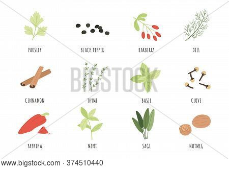 And Herbs. Cartoon Black Pepper, Basil And Dill, Thyme. Cinnamon, Sage And Paprika, Mint And Parsley