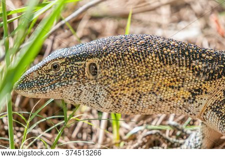 Close-up Of A Water Monitor, Varanus Niloticus, At The Top Of The Epupa Waterfalls In The Kunene Riv