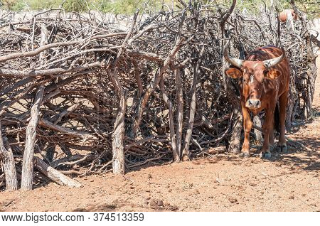 A Nguni Cow At A Kraal In A Himba Village Near Epupa