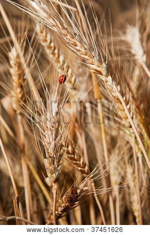 MarienkÃ¤fer kriechen auf Reife Weizen Ã„hrchen kann als Hintergrund verwendet werden