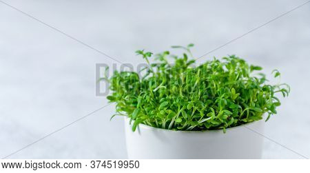 Close Up Watercress Microgreens On Light Background