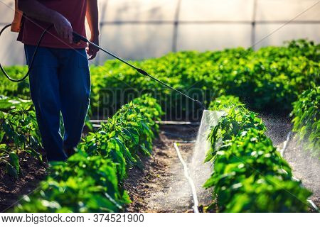 Farmer Spraying Vegetable Green Plants In The Garden With Herbicides, Pesticides Or Insecticides.