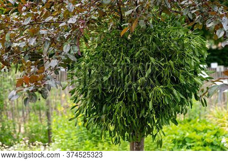 Botanical Collection Of Medicinal Or Decorative Plants And Herbs, Viscum Album Or European Mistletoe