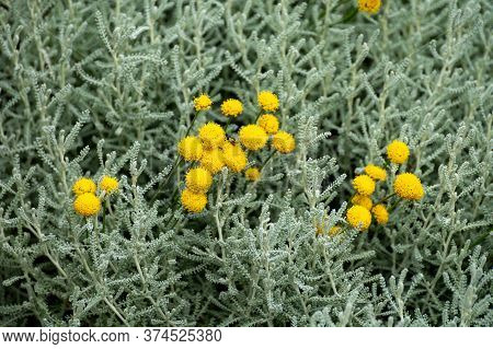 Botanical Collection Of Decorative And Perfumery Plants, Santolina Chamaecyparissus Or  Cotton Laven