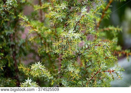 Botanical Collection Of Medicinal Plants And Herbs, Juniperus Communis Or Common Juniper Conifer Shr