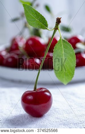 New Harvest Of Red Ripe Juicy Sour Cherry Or Kriek Berry