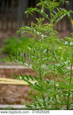 Botanical Collection Of Medicinal And Edible Plants And Herbs, Liquorice (or Licorice, Glycyrrhiza G