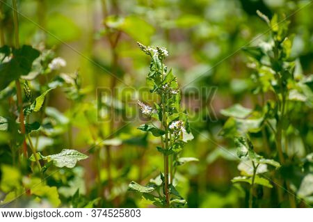 Botanical Collection Of Edible Plants And Herbs, Buckwheat , Fagopyrum Esculentum, Or Common Buckwhe