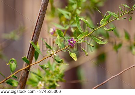 Botanical Collection Of Edible And Medicinal Plants, Goji Berry Or Wolfberry Or Lycium Chinense Plan