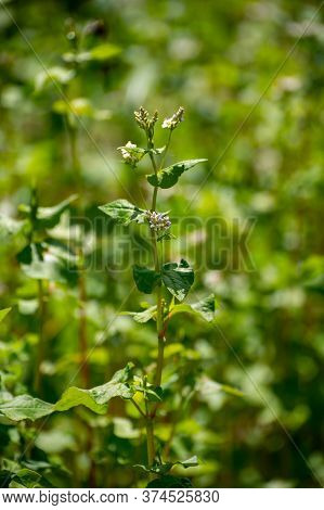 Botanical Collection Of Edible Plants And Herbs, Buckwheat , Fagopyrum Esculentum, Or Common Buckwhe