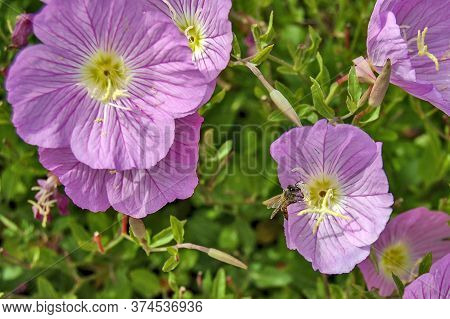 Bee And Pink Evening Primrose