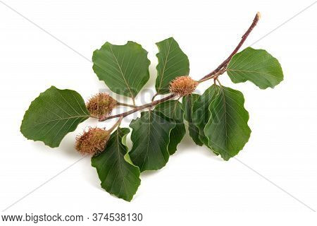 Beech Branch With Beechnuts Isolated On White Background