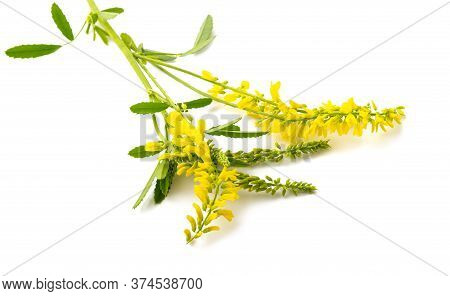 Melilotus Officinalis (yellow Sweet Clover) Isolated On White