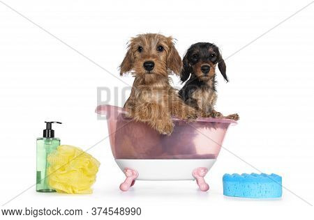 Cute Blond And Boar Mini Wirehair Kanninchen Dachshund Pups, Sitting In Pink Bath. Front Paws On Edg