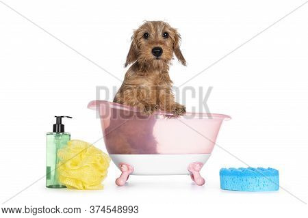 Cute Blond Mini Wirehair Kanninchen Dachshund Pup, Sitting In Pink Bath. Front Paws On Edge And Look