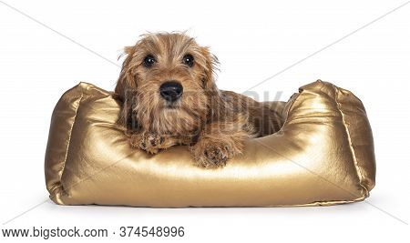 Cute Blond Mini Wirehair Kanninchen Dachshund Pup, Laying In Golden Basket. Front Paws On Edge And L