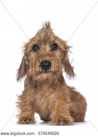 Cute Blond Mini Wirehair Kanninchen Dachshund Pup, Sitting Up Facing Front. Hair In Funny Mohawk. Lo