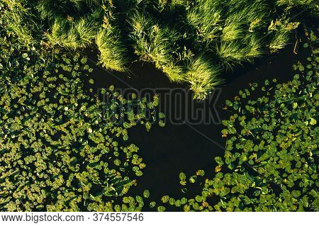 Top View Of The Svisloch River In The Citys Loshitsa Park With Lilies At Sunset.beautiful Nature Of 