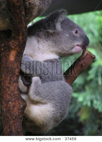 Plyšová Koala