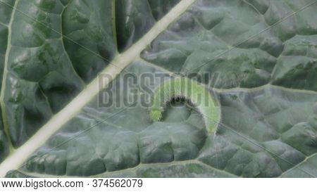Live Caterpillar On A  Green Kale Leaf