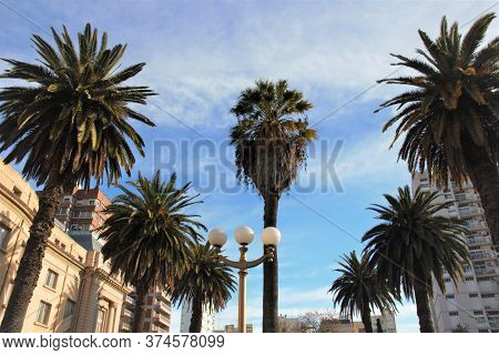 hermoso parque y palmeras en plaza central