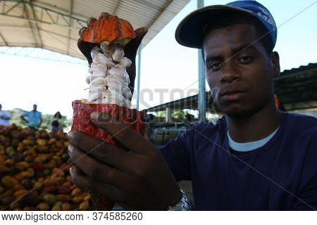 Ilheus, Bahia / Brazil - July 7, 2011: Farmer Is Processing Cocoa Fruits On The Farm In The City Of 