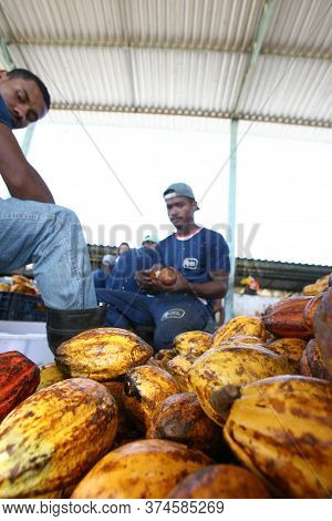 Ilheus, Bahia / Brazil - July 7, 2011: Farmer Is Processing Cocoa Fruits On The Farm In The City Of 