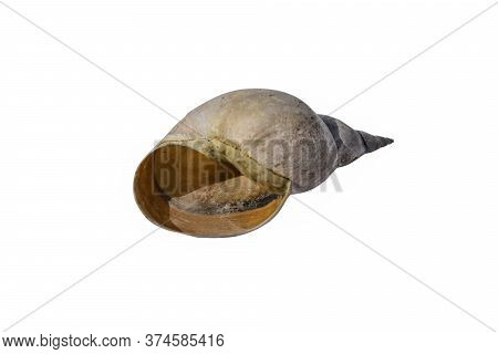 Empty Freshwater Pond Snail Shell Close-up Isolated On A White Background. Raster Clipart Of A Lymna