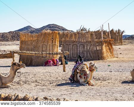 Bedouin Village In Desert, Egypt - February 2020: Two Camels Sitting On Sand, Medium View. Group Of 