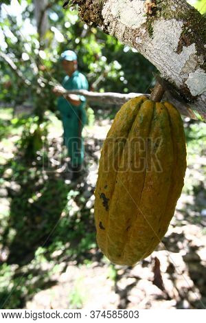 Ilheus, Bahia / Brazil  - March 21, 2011: Rural Worker Is Seen During Cocoa Harvest On A Farm In The