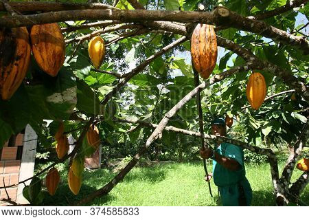 Ilheus, Bahia / Brazil  - March 21, 2011: Rural Worker Is Seen During Cocoa Harvest On A Farm In The