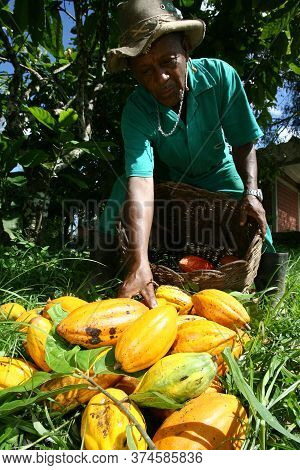 Ilheus, Bahia / Brazil  - March 21, 2011: Rural Worker Is Seen During Cocoa Harvest On A Farm In The
