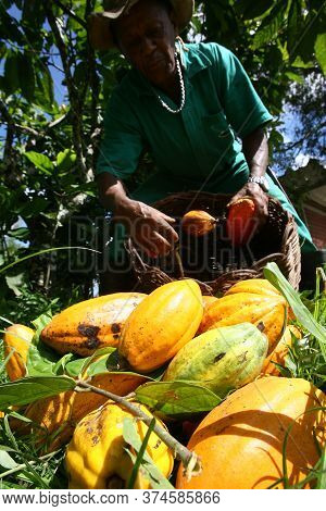 Ilheus, Bahia / Brazil  - March 21, 2011: Rural Worker Is Seen During Cocoa Harvest On A Farm In The