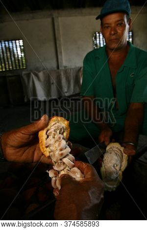 Ilheus, Bahia / Brazil  - March 21, 2011: Rural Worker Is Seen During Cocoa Harvest On A Farm In The