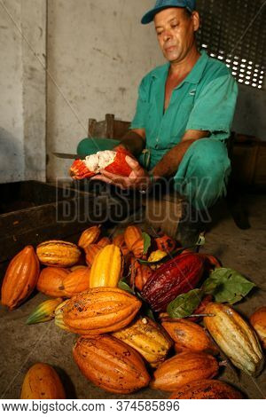 Ilheus, Bahia / Brazil  - March 21, 2011: Rural Worker Is Seen During Cocoa Harvest On A Farm In The