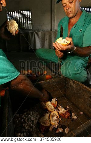 Ilheus, Bahia / Brazil  - March 21, 2011: Rural Worker Is Seen During Cocoa Harvest On A Farm In The