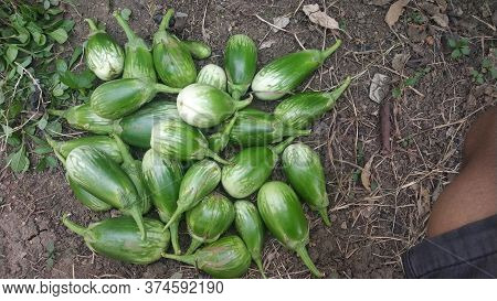 Green Indian Eggplant With White Patches On It In Farm