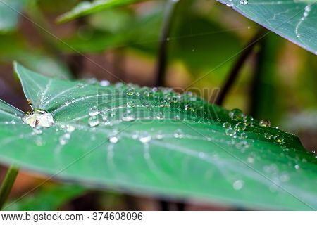 Fresh Green Closeup Of Taro (colocasia Esculenta) Plant Leaves With Rain Drops Or Morning Dew. Also 