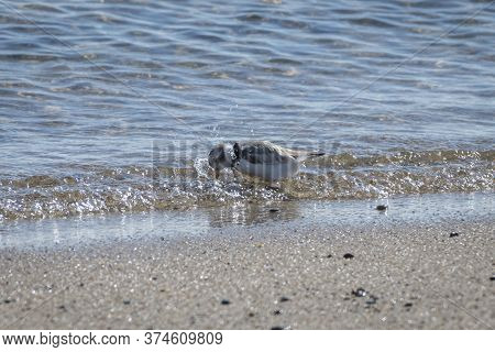 A Piping Lover Is Taking A Bath On The Beach. Cape Cod, Ma