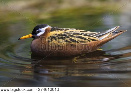 A Red Phalarope Swims In The Lake