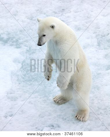 Polar bear in natural environment