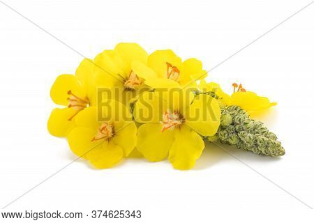 Mullein Flowers Isolated On A White Background