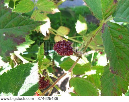 Thornfree Blackberies, Rubus Fruticosus, A Black Berries Shrub In Late Summer In The Garden