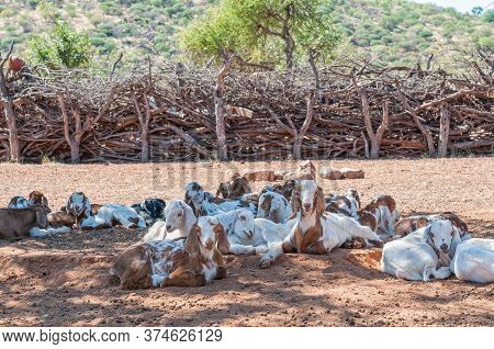 Goats Lying In The Shade Of A Tree In A Himba Village Near Epupa