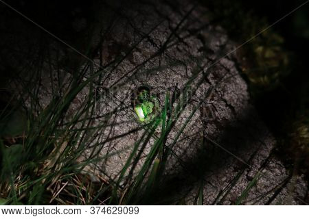 Female Common Glow-worm. European Glow-worm (lampyris Noctiluca) On A Bark.