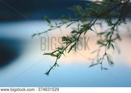 Spines And Leaves Of A Needle Bush (vachellia Farnesiana) In San Luis, Argentina. Close Up Detail.