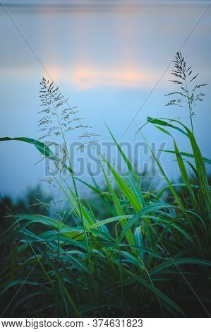 Long, Green Grass Blades Against Summer Evening Sky. Peaceful, Calm Scene.